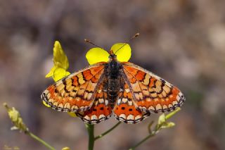 Gzel Nazuum (Euphydryas orientalis)