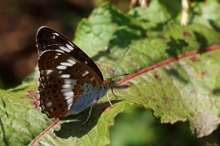 Hanmeli Kelebei (Limenitis camilla)