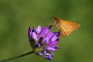 Orman Zpzp (Ochlodes sylvanus)
