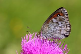 Harem Gzelesmeri (Erebia ottomana)