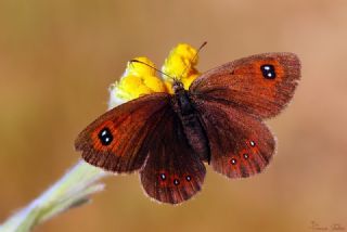 Harem Gzelesmeri (Erebia ottomana)