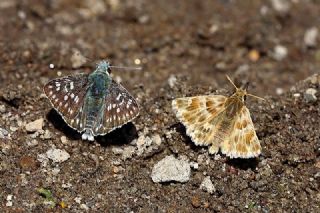 Cezayir Zpzp (Carcharodus stauderi)
