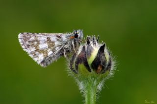 Kafkasya Zpzp (Pyrgus jupei)