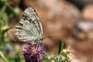 l Melikesi (Melanargia grumi)