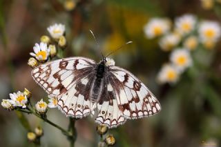 Uygur Melikesi (Melanargia russiae)