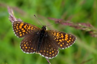 Kafkasyal Amannisa (Mellicta  caucasogenita)