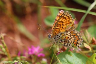 Cezayirli parhan (Melitaea ornata)