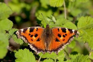Karaaa Nimfalisi (Inachis polychloros)