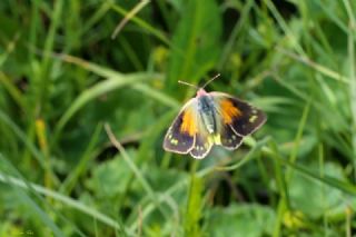 Turan Azameti (Colias thisoa)