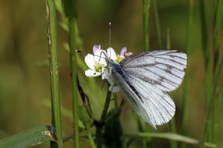 izgili Da Beyazmelei (Pieris bryoniae)