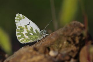 Kk Beneklimelek (Pontia chloridice)