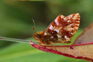 Kafkas Meneke Kelebei (Boloria caucasica)