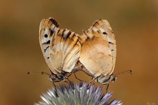 Kzl Cad (Chazara bischoffii)