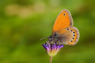 Rus Zpzp Perisi (Coenonympha leander)