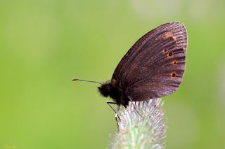 Orman Gzelesmeri (Erebia medusa )