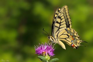 Krlangkuyruk (Papilio machaon)