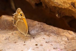 Ar Esmerperisi (Hyponephele wagneri)