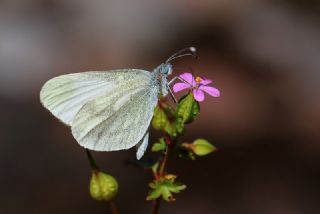 Narin Orman Beyaz (Leptidea sinapis)