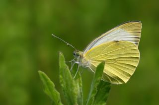 Byk Beyazmelek  (Pieris brassicae)