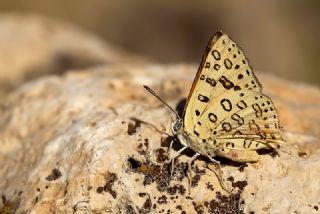 Uygur eytanc (Cigaritis uighurica)