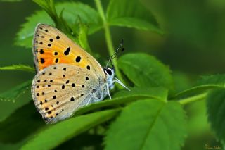 Alev Ategzeli (Lycaena kefersteinii)