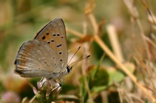 Da Atei (Lycaena thetis)