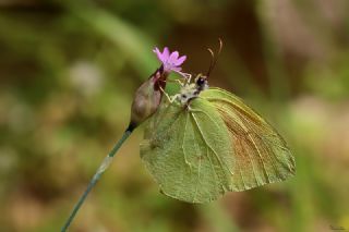 Kleopatra (Gonepteryx cleopatra)