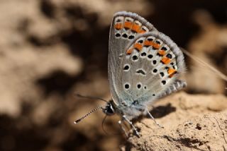 Doulu Esmergz (Plebejus carmon)