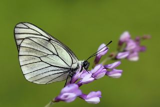Al Beyaz (Aporia crataegi)