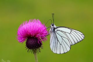 Al Beyaz (Aporia crataegi)