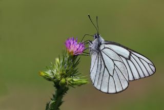Al Beyaz (Aporia crataegi)