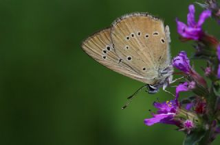 Yunan Anormal okgzls (Polyommatus aroaniensis )