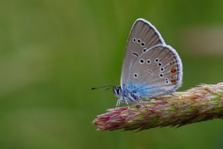 okgzl Gzel Mavi (Polyommatus bellis)