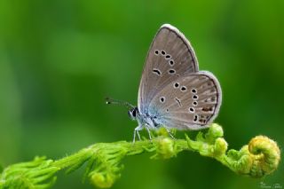 okgzl Gzel Mavi (Polyommatus bellis)