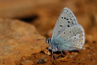 okgzl Kk Turan Mavisi (Polyommatus cornelius)