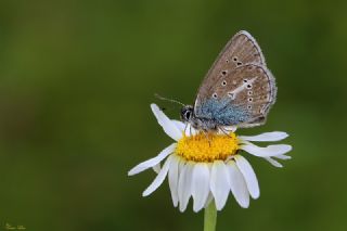 okgzl Geranium Mavisi (Aricia eumedon)