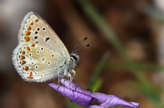 Anadolu okgzls (Polyommatus hyacinthus)