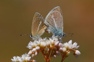 okgzl figenya (Polyommatus iphigenia)