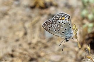 okgzl Gm Mavi (Albulina loewii)