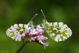 Turuncu Ssl (Anthocharis cardamines)