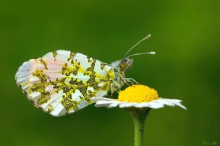 Turuncu Ssl (Anthocharis cardamines)