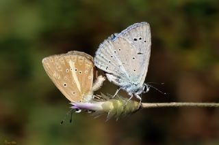 okgzl Poseydon Mavisi (Polyommatus poseidon)
