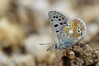 Pirene okgzls (Polyommatus pyrenaicus)