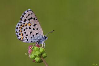 Bavius Mavisi (Pseudophilotes bavius)