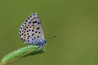 Bavius Mavisi (Pseudophilotes bavius)