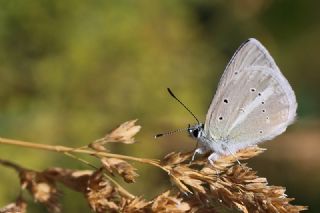 Lacivert Azeri okgzls (Polyommatus altivagans)