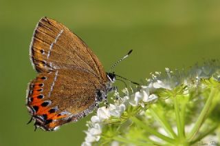 Kara Sevbeni (Satyrium pruni)