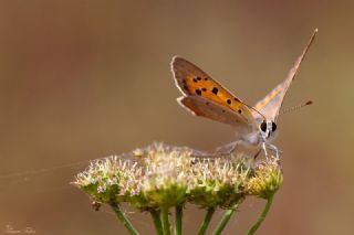 Benekli Bakr Gzeli (Lycaena phlaeas)