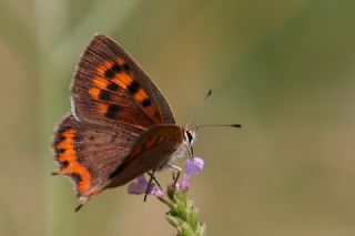 Benekli Bakr Gzeli (Lycaena phlaeas)