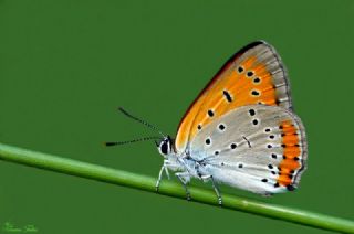 Byk Bakr Gzeli (Lycaena dispar)